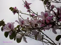 2012-1- Teneriffa bunte Bauhinie.webp