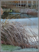 Gras am Teich.webp