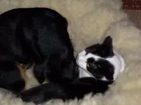 Meeko und Branko.webp