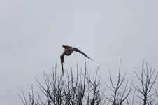 2012_0220winter0031.webp