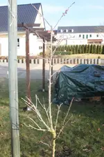 004.webp