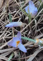 DSC02495 - 2012-02-22 - krokusse hellblau.webp
