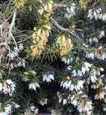 DSC02496 - 2012-02-22 - erika.webp