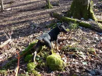 Reviergang mit Adriano am 22.02 (15).webp