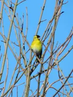 Unbekannt003.webp