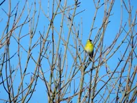 Unbekannt001.webp