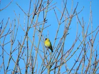 Unbekannt002.webp