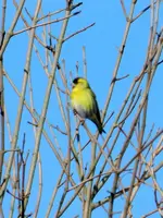 Unbekannt004.webp
