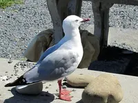 Copy of IMG_1729 v.webp