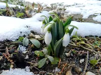 Schneeglöckchen180.webp
