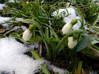 Schneeglöckchen178.webp