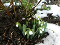 Schneeglöckchen175.webp