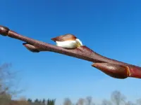 Frühlingsboten034.webp