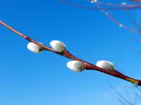 Frühlingsboten052.webp
