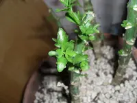 CIMG0064.webp