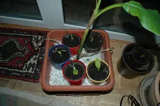 Canna im Bananenkübel 22.02.2012.webp