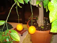 hausgarten -pflanzen2012 002.webp