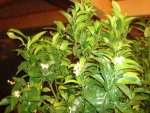hausgarten -pflanzen2012 005.jpg