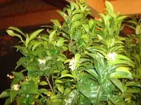 hausgarten -pflanzen2012 005.webp