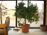 hausgarten -pflanzen2012 010.jpg