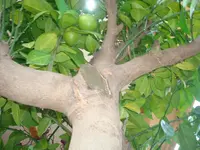 hausgarten -pflanzen2012 018.webp