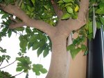 hausgarten -pflanzen2012 017.jpg