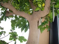 hausgarten -pflanzen2012 017.webp