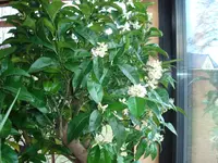 hausgarten -pflanzen2012 015.webp