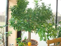 hausgarten -pflanzen2012 020.webp