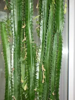 IMG_4931.webp