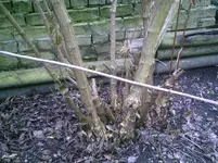 Jasmin1.webp