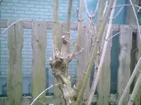 Jasmin2.webp