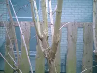 Jasmin3.webp