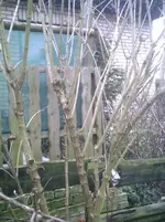 Jasmin5.webp