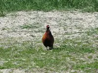 Bild 206.webp