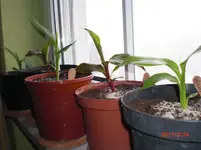 CIMG0827.webp
