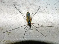 Riesenschnake005.webp