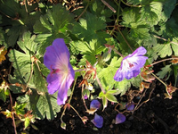 Rozanne November.webp