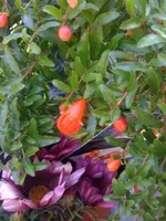 k-IMG_0915 Granatapfel.webp
