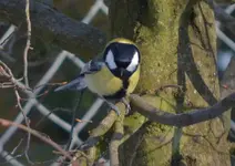 Kohlmeise.webp