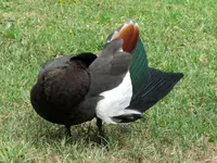 Copy of IMG_9411v.webp