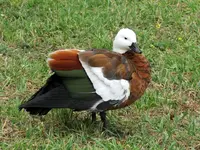 Copy of IMG_9412 v.webp