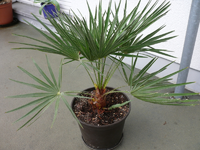 palme komplett klein.webp
