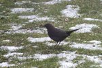 2012_0225winter0005 frau amsel.jpg