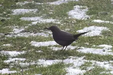 2012_0225winter0005 frau amsel.webp