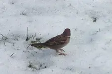2012_0225winter0016.webp