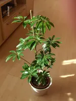 HPIM7240.webp