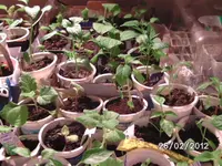BILD0080.webp