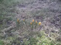 Krokusse1.26.02.2012.webp
