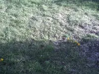Krokusse3.26.02.2012.webp